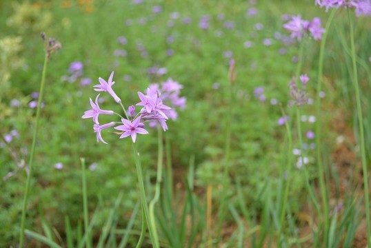 紫花