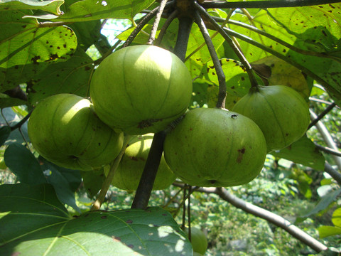 桐籽桐樹桐油種植