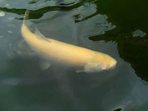 金鯇魚