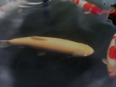 金鯇魚