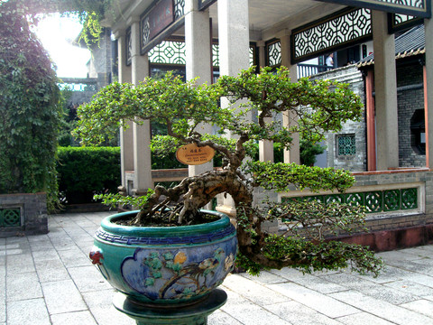 盆景福建茶