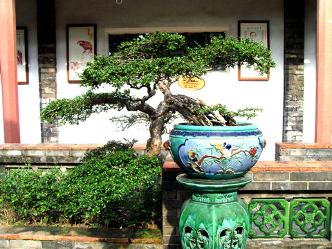 盆景福建茶