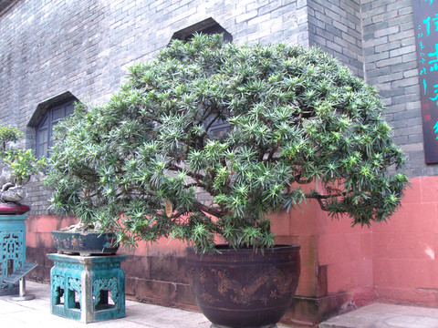 盆景羅漢松
