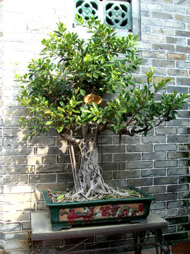 盆景榕樹