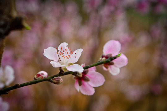 梨花