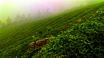 茶山 裝飾畫
