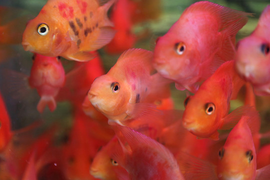 笑臉魚