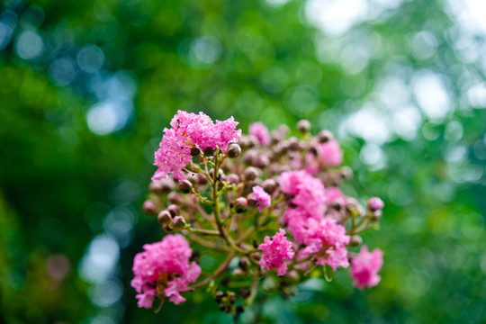 紫薇花