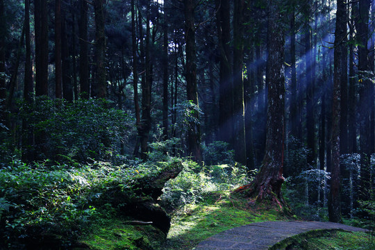 阿里山原始森林