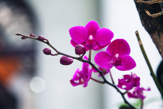 蘭花（臺(tái)灣）