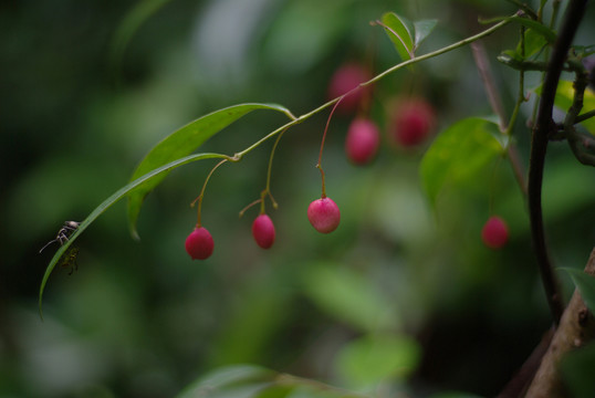 紅果