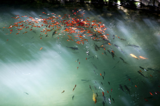 魚 鯉魚 錦鯉 紅鯉魚 黃鯉魚