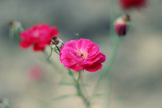 花卉