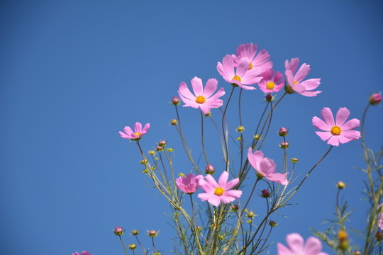 波斯菊 格?；?花 秋天 藍(lán)天