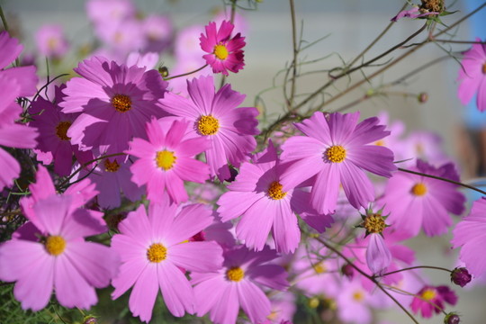 波斯菊