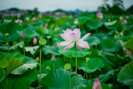 荷花