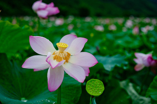 荷花
