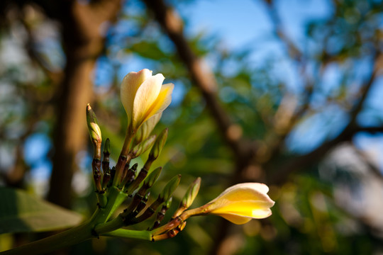雞蛋花