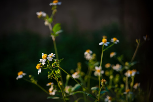 野菊花