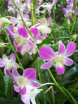 蘭花