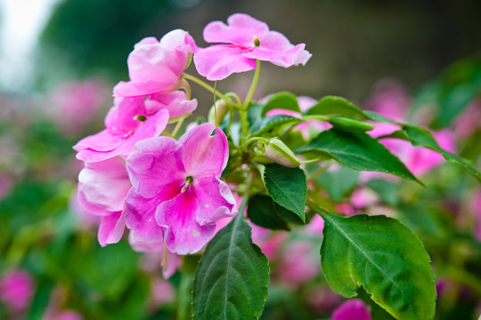 鳳仙花