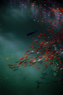 魚 鯉魚 錦鯉 紅鯉魚 黃鯉魚