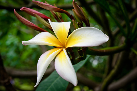 雞蛋花