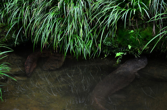 生態(tài)娃娃魚