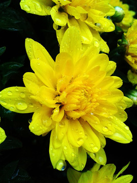 菊花