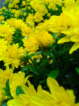 菊花