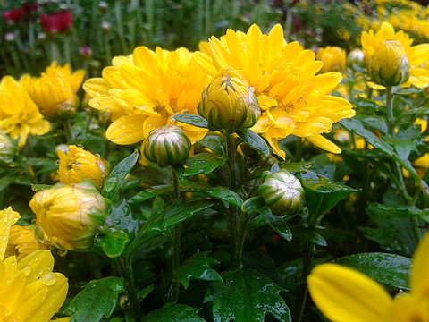 菊花