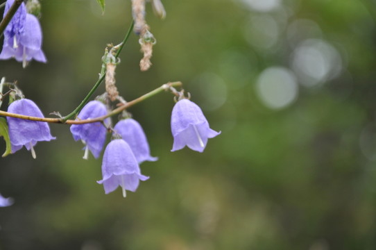 風鈴草