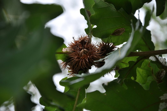 橡樹果實(shí)