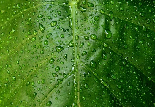 水珠