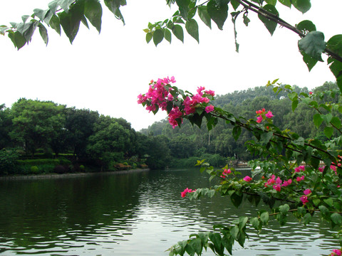 湖畔風(fēng)景 杜鵑花