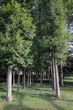 小樹林