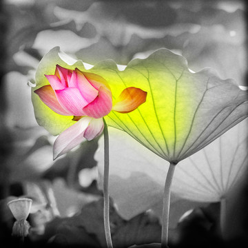 荷花