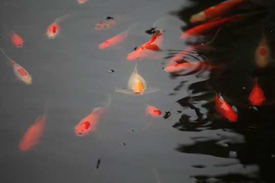 錦鯉
