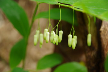 黃精