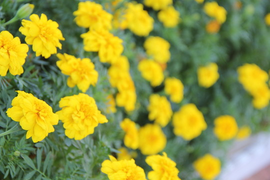 花叢