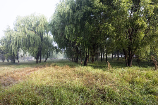 樹(shù)