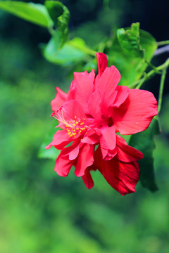 花卉