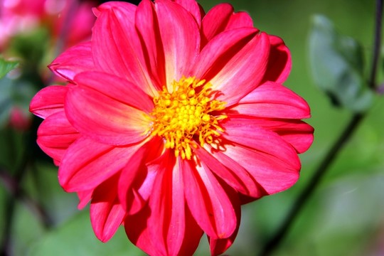 芍藥花 芍藥花開 高清花草