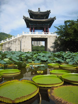 園明新園蓮塘西面景色