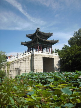 園明新園蓮塘西北面景色