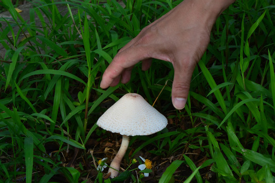 野生蘑菇