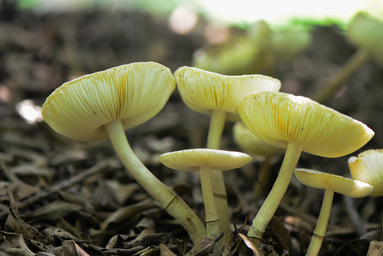 野生蘑菇