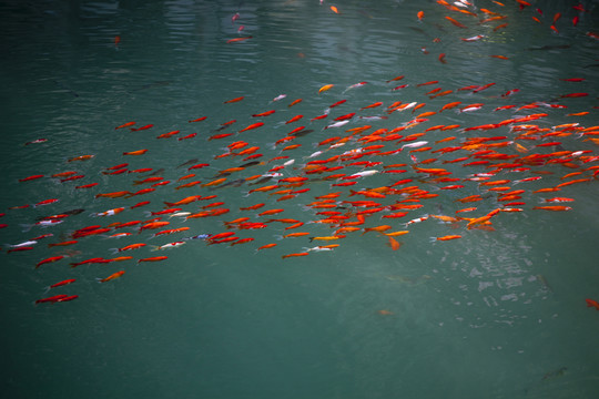 魚(yú) 鯉魚(yú) 錦鯉 紅鯉魚(yú) 黃鯉