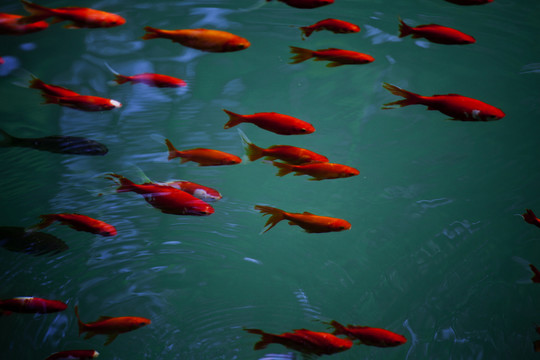 魚 鯉魚 錦鯉 紅鯉魚 黃鯉