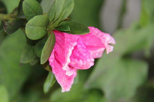 山茶花開(kāi) 山茶花 紅色山茶花